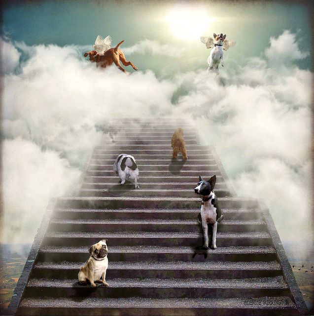 Do dogs go to heaven 3
