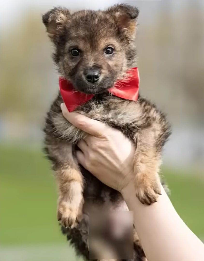 puppy with a red bow