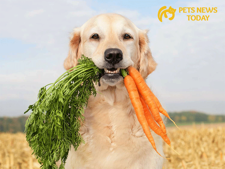 Can dogs eat carrots