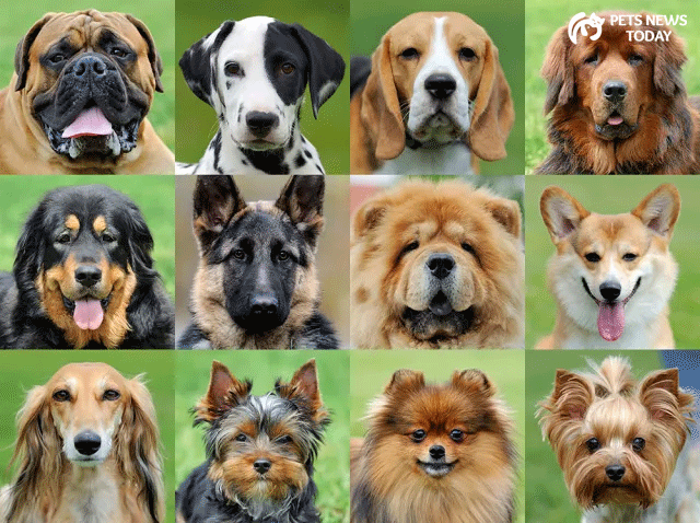 Dog Breeds